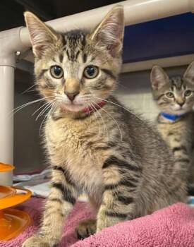 Boots -  Domestic Short Hair Cat for Adoption in Hobart, Indiana - Boots | PetCurious