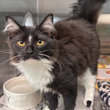 Domestic Long Hair Cats Available for Adoption in Belleville, Illinois - Sabrina Clawpenter - Petsmart Bellville | PetCurious