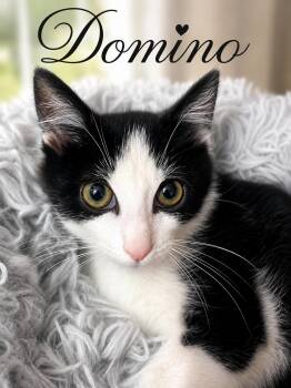 Domino (FCID# 06/09/2026 - 54 Brandywine PS) C -  Domestic Short Hair Cat for Adoption in Greenville, Delaware - Domino (FCID# 06/09/2026 - 54 Brandywine PS) C | PetCurious
