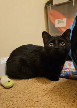 Rescue Domestic Short Hair Cats for Adoption in Forest, Virginia - *Tarot | PetCurious