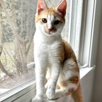 Extra Toes Cat Hemingway Polydactyl and Domestic Short Hair Cats Available for Adoption - Lupin, Poppy & Rose | PetCurious