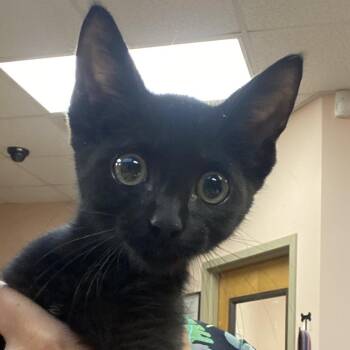 Wonka -  Domestic Short Hair Cat for Adoption in Columbus, Georgia - Wonka | PetCurious