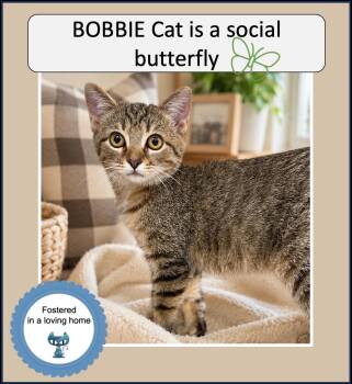 Bobbie Cat -  Tabby Cat for Adoption in Cincinnati, Ohio - Bobbie Cat | PetCurious