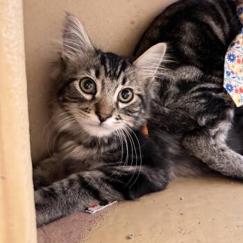 Crowley -  Domestic Long Hair Cat for Adoption in Spokane, Washington - Crowley | PetCurious