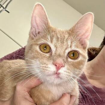Rescue Domestic Short Hair Cats for Adoption in Mount Rainier, Maryland - Louie | PetCurious