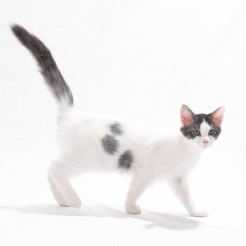 Rescue Domestic Short Hair Cats for Adoption in Lexington, Kentucky - Basil | PetCurious