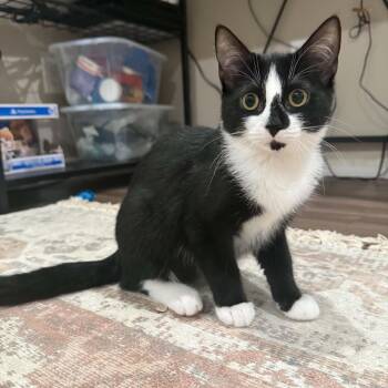 Jelly Bean -  Tuxedo Cat for Adoption in New Bedford, Massachusetts - Jelly Bean | PetCurious