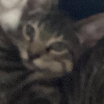 Alex -  Domestic Short Hair Cat for Adoption in Montgomery, Alabama - Alex | PetCurious