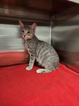 Rescue Domestic Short Hair Cats for Adoption in Hilton Head Island, South Carolina - Claudia | PetCurious