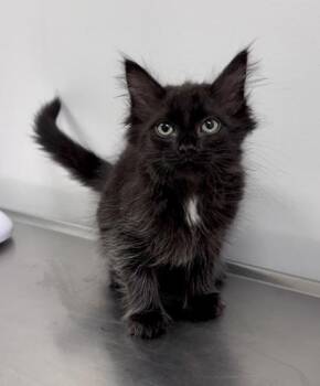 Gouda at PetSmart in Athens, GA -  Domestic Medium Hair Cat for Adoption in Watkinsville, Georgia - Gouda At PetSmart In Athens, GA | PetCurious