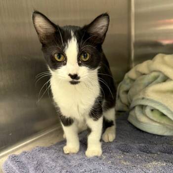 Harmony -  Domestic Short Hair Cat for Adoption in Naperville, Illinois - Harmony | PetCurious