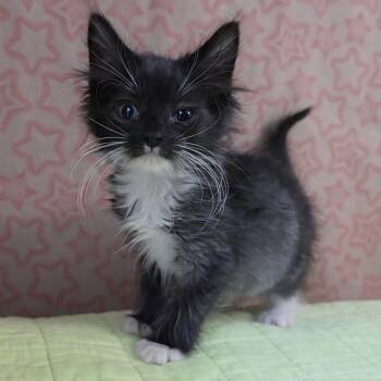 Baby Love -  Domestic Short Hair Cat for Adoption in Fredericksburg, Virginia - Baby Love | PetCurious