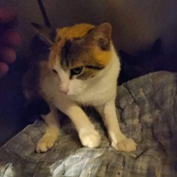 Cameo -  Domestic Short Hair Cat for Adoption in Veneta, Oregon - Cameo | PetCurious