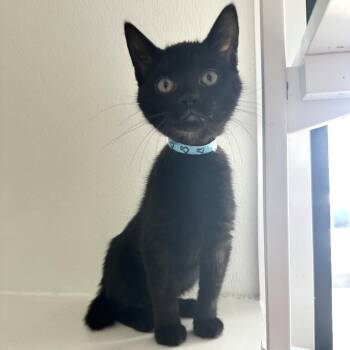 Peony PL -  Domestic Short Hair Cat for Adoption in Union, Missouri - Peony PL | PetCurious