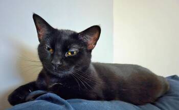 Domestic Short Hair Cats Available for Adoption - Kitty Purry | PetCurious