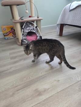 Rescue Tabby Cats for Adoption in Los Angeles, California - Keiko | PetCurious