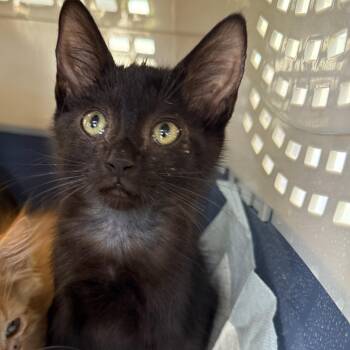 Domestic Short Hair Cats Available for Adoption in Oceanside, California - Tinkerbelle | PetCurious