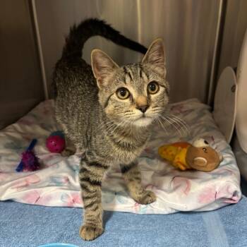 Domestic Short Hair Cats Available for Adoption in York, Pennsylvania - Tax Evasion | PetCurious