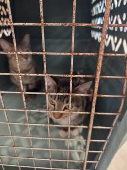 Rescue Domestic Short Hair Cats for Adoption in Bossier City, Louisiana - Shirley | PetCurious