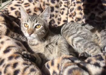 Tiger -  Domestic Short Hair Cat for Adoption in Susanville, California - Tiger | PetCurious