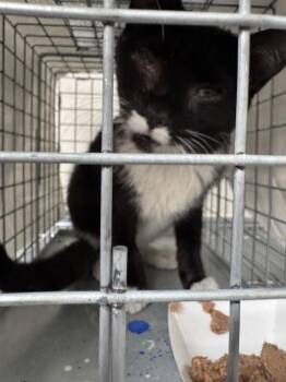 MAX GOOFY -  Domestic Short Hair Cat for Adoption in Las Vegas, Nevada - MAX GOOFY | PetCurious