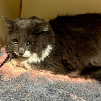 Estrella -  Domestic Long Hair and Mixed Breed Cat for Adoption in South Elgin, Illinois - Estrella | PetCurious