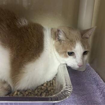 Punkin -  Domestic Short Hair Cat for Adoption in Mooresville, North Carolina - Punkin | PetCurious