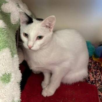 Domestic Short Hair Cats Available for Adoption in South Elgin, Illinois - Dotty | PetCurious