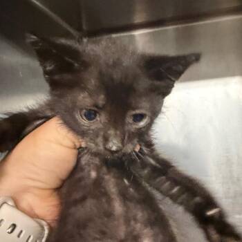 BRAZ-Stray-138777 -  Domestic Short Hair Cat for Adoption in Lake Jackson, Texas - BRAZ-Stray-138777 | PetCurious