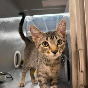 Tristan -  Domestic Short Hair Cat for Adoption in Royal Oak, Michigan - Tristan | PetCurious