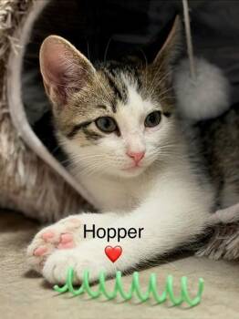 HOPPER -  Domestic Short Hair Cat Available for Adoption in St. Peters, Missouri - HOPPER | PetCurious