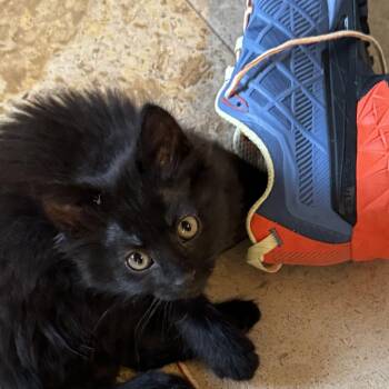 Rue -  Domestic Long Hair Cat for Adoption in Phoenix, Arizona - Rue | PetCurious