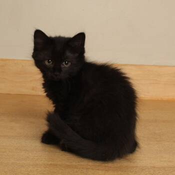 Purrata C70113 -  Domestic Medium Hair Cat for Adoption in Minnetonka, Minnesota - Purrata C70113 | PetCurious