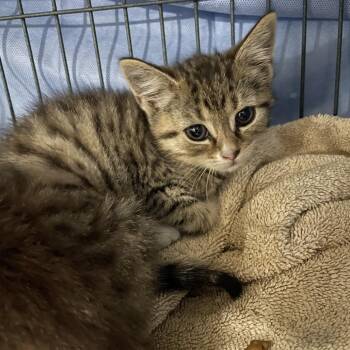 Buffy -  Domestic Short Hair Cat for Adoption in Waldorf, Maryland - Buffy | PetCurious