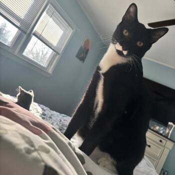 Domestic Short Hair Cats Available for Adoption - Doi | PetCurious