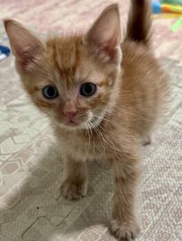 Domestic Short Hair Cats Available for Adoption in Lemont, Illinois - Clay | PetCurious