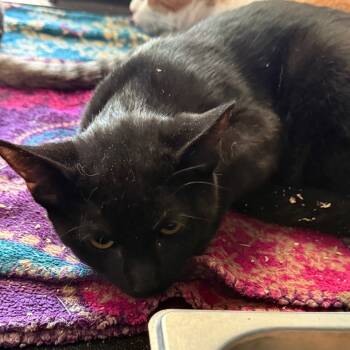 Rescue Domestic Short Hair and Extra Toes Cat Hemingway Polydactyl Cats for Adoption in Yucaipa, California - Batman | PetCurious