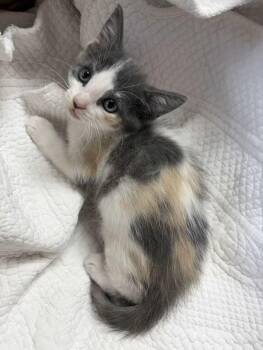 Breeze -  Domestic Short Hair and Dilute Calico Cat for Adoption in Greensboro, North Carolina - Breeze | PetCurious