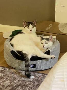 Rescue Turkish Van Cats for Adoption in Hoboken, New Jersey - Ivory And Tiny | PetCurious