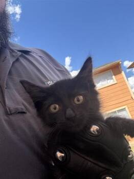 Rescue Domestic Short Hair Cats for Adoption in Houston, Texas - A644459 | PetCurious