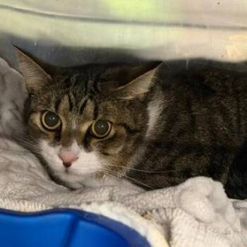 Xaiden -  Domestic Short Hair Cat for Adoption in Cumming, Georgia - Xaiden | PetCurious