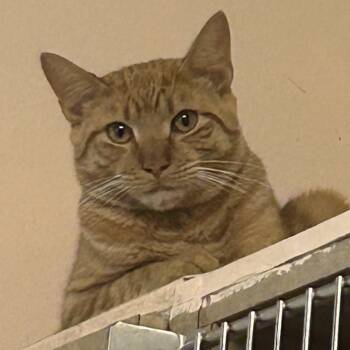 Domestic Short Hair Cats Available for Adoption in Port Richey, Florida - Lloyd | PetCurious