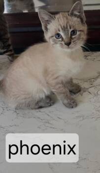 Phoenix -  Domestic Short Hair Cat for Adoption in Topsham, Maine - Phoenix | PetCurious