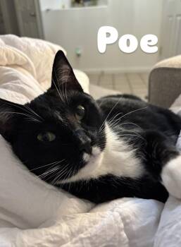 Rescue Domestic Short Hair Cats for Adoption in Elk Grove, California - Poe (Bonded With Jack Jack) | PetCurious