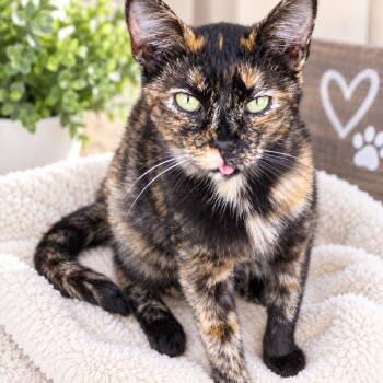 Venice -  Domestic Short Hair Cat for Adoption in Long Beach, California - Venice | PetCurious