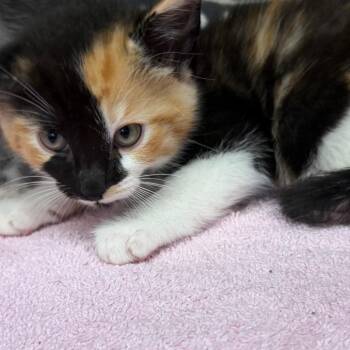 Moxie -  Domestic Short Hair Cat for Adoption in Starkville, Mississippi - Moxie | PetCurious