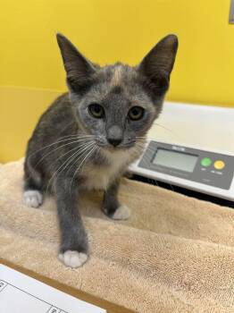 Ichigo -  Domestic Short Hair Cat for Adoption in Raleigh, North Carolina - Ichigo | PetCurious