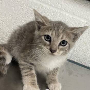 Domestic Short Hair Cats Available for Adoption in Edinburg, Texas - Kelley | PetCurious