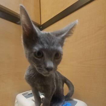 Rescue Domestic Short Hair Cats for Adoption in Grantsville, Utah - Comet | PetCurious