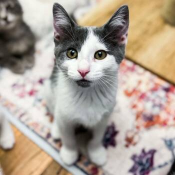 Glacier -  Domestic Short Hair Cat for Adoption in Grand Rapids, Michigan - Glacier | PetCurious